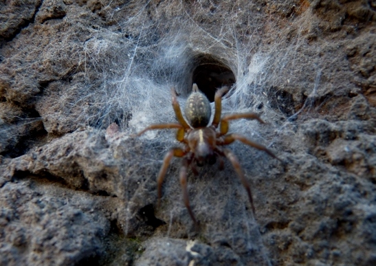 Ragno molto scuro: Amaurobiidae